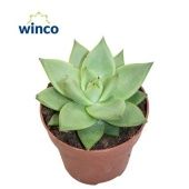 Эхеверия Эбони Глоу d8.5 см h10 см