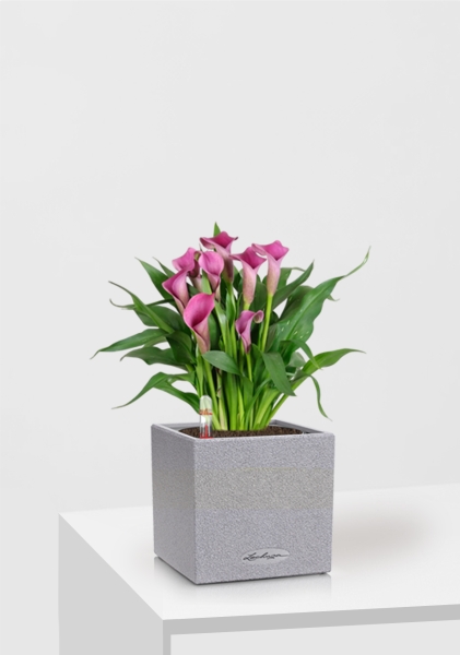 Калла микс 12/35 см в CANTO STONE 14