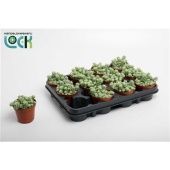 Седум Буритто d8.5 см h15 см Седум Буритто d8.5 см h15 см