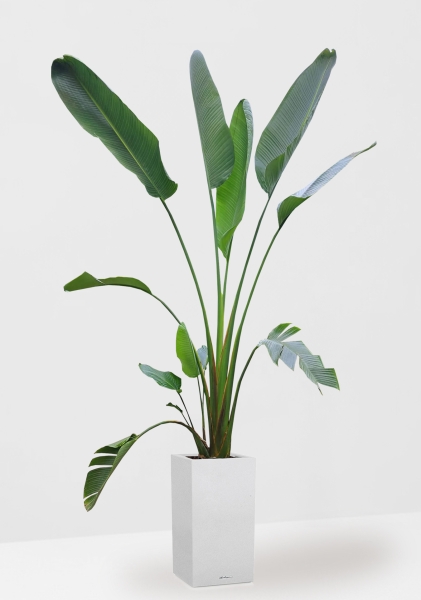 Стрелиция Николай 33/300 см в CANTO STONE HIGH 40 Стрелиция Николай 33/300 см в CANTO STONE HIGH 40