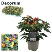 Капсикум d10.5 см h20 см