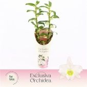 Дендробиум Nobile Apollon 2 ствола d12 см h65 см тип 1