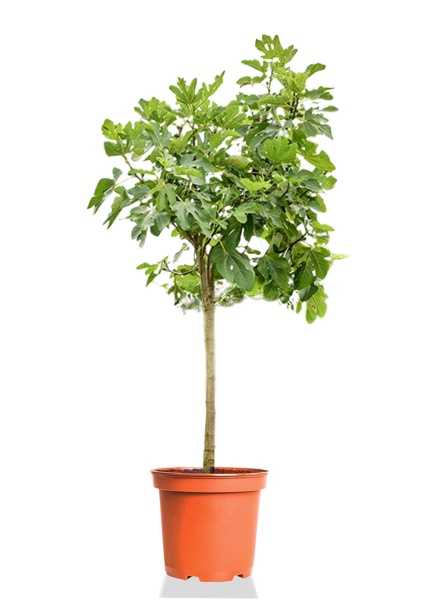 Фикус инжирный d19 см h100 см