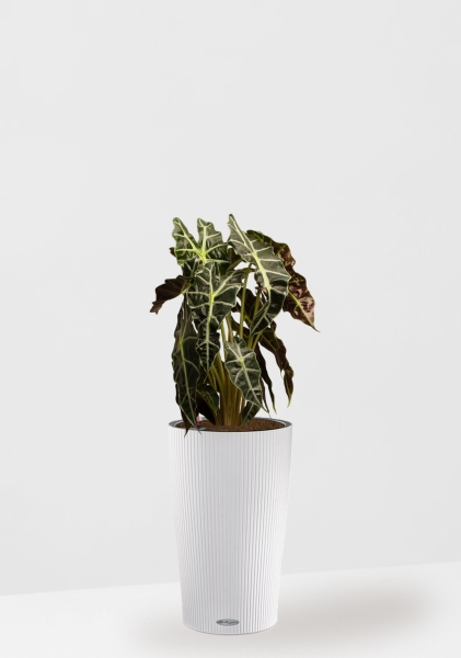 Алоказия Полли 17/50 см в CILINDRO 23