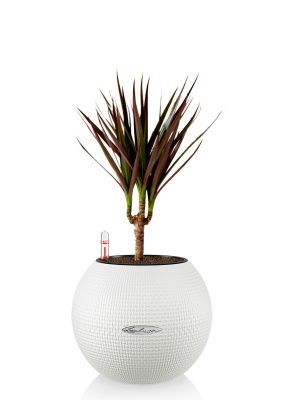 Драцена Маргината Маджента 1 ствол 12/40 см в PURO 20, белый