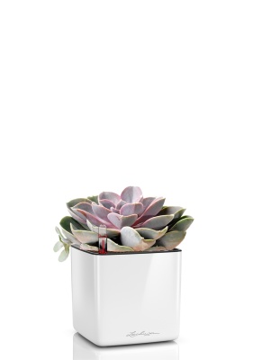 Эхеверия цветной микс 9/15 см в CUBE GLOSSY 14