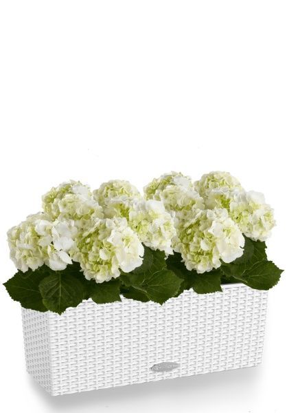 Гортензия кремовая для балконов и терасс в BALCONERA Cottage 50