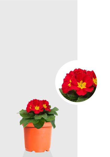 Примула 12/30 см Примула 12/30 см