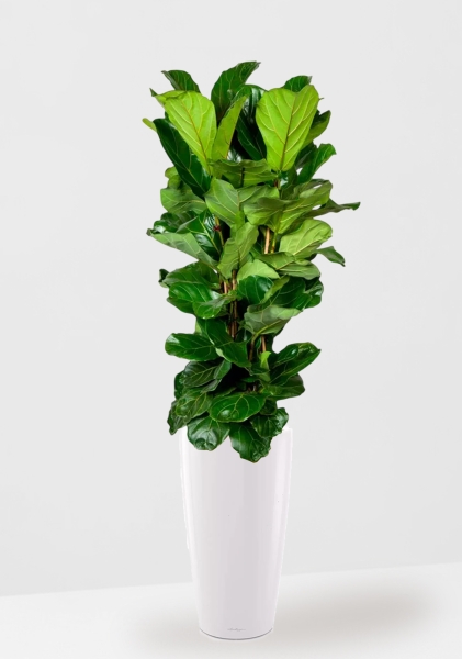 Фикус Лирата 3 ствола 34/140 см в RONDO 40