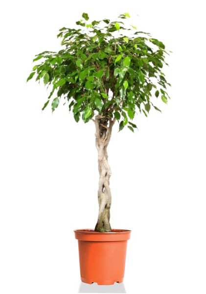 Фикус Бенджамина Экзотика переплетенный d24 см h100 см Фикус Бенджамина Экзотика переплетенный d24 см h100 см