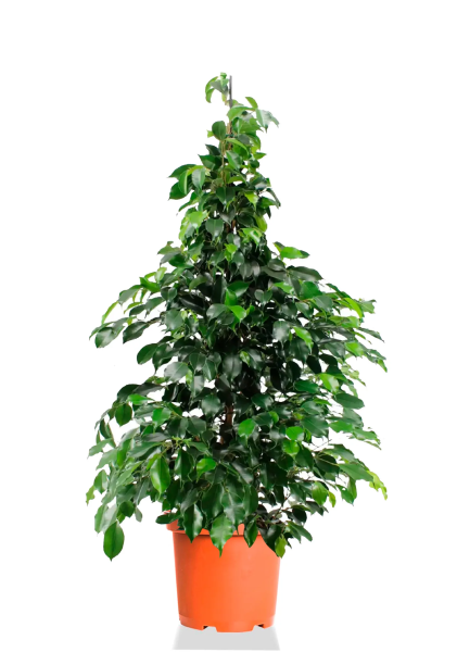 Фикус Бенджамина Даниэль пирамида 27/140 см