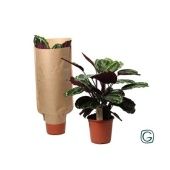 Калатея Медальон в крафтовой упаковке d21 см h65 см