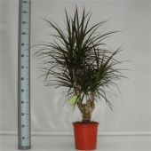 Драцена Маргината Маджента бранч разветвленная d24 см h105 см