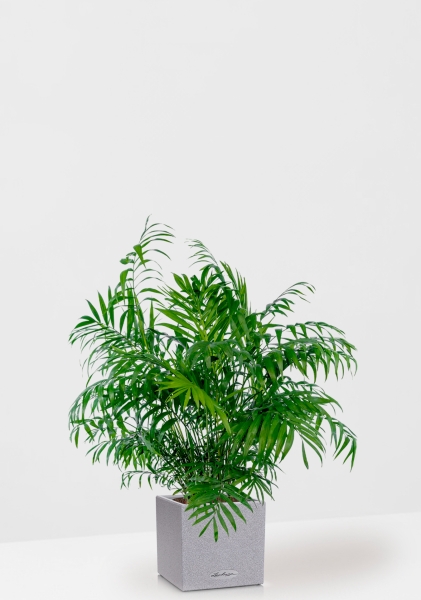Хамедорея Элеганс 20/100 см в CANTO STONE LOW 30 Хамедорея Элеганс 20/100 см в CANTO STONE LOW 30