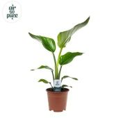 Стрелиция Николай d14 см h45 см тип 2 Стрелиция Николай d14 см h45 см тип 2