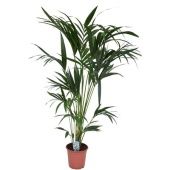 Ховея Форстериана d21 см h150 см