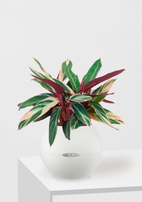 Строманта 12/40 см в PURO 20, белый Строманта 12/40 см в PURO 20, белый