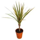 Драцена Маргината Биколор 1 ствол d9 см h35 см