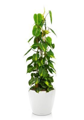 Филодендрон Сканденс Бразил на опоре 24/120 см в CLASSICO LS 35, белый блестящий