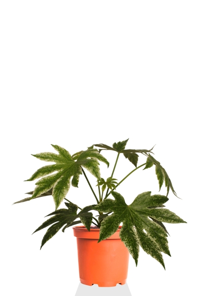 Фатсия 14/40 см