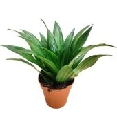 Драцена Компакта розетка d9 см h20 см