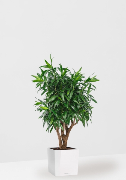 Драцена Песнь Ямайке 27/90 см в CUBE 30