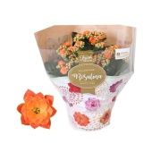 Каланхоэ Rosalina Don Pedro d15 см h27.5 см Каланхоэ Rosalina Don Pedro d15 см h27.5 см