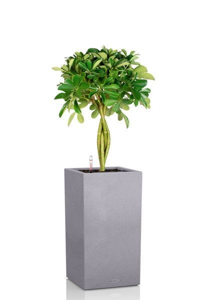 Шеффлера Нора 21/75 см в CANTO STONE HIGH 30