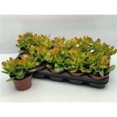 Крассула Сансет денежное дерево d12 см h15 см