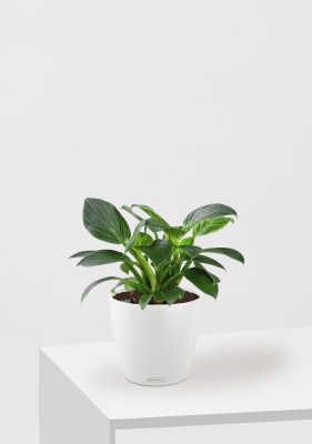 Филодендрон Биркин 12/30 см в CLASSICO COLOR 18, белый