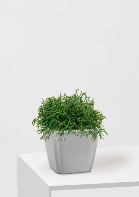 Рипсалис подвесной 17/30 см в QUADRO LS 21, серебристый металлик Рипсалис подвесной 17/30 см в QUADRO LS 21, серебристый металлик