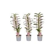 Дендробиум Nobile Classic Pandora 1 ствол d12 см h60 см