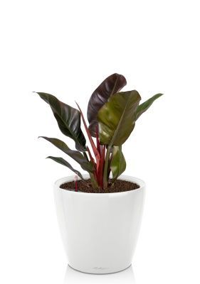 Филодендрон Империал Ред 15/40 см в CLASSICO LS 21, белый блестящий Филодендрон Империал Ред 15/40 см в CLASSICO LS 21, белый блестящий
