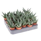 Хавортия Royal Highness d5.5 см h10 см