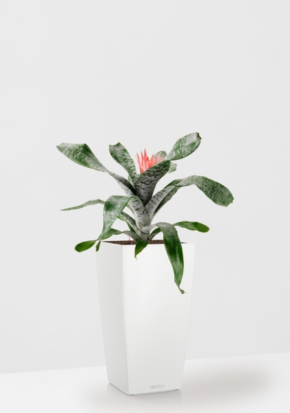 Эхмея 17/50 см в CUBICO COLOR 22 Эхмея 17/50 см в CUBICO COLOR 22