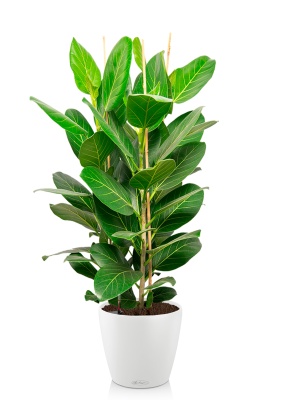 Фикус Бенгальский Андрей 3 ствола 27/120 см в CLASSICO COLOR 35 Фикус Бенгальский Андрей 3 ствола 27/120 см в CLASSICO COLOR 35