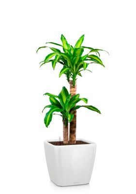 Драцена Массанжеана 2 ствола 19/100 см в QUADRO LS 28, белый блестящий