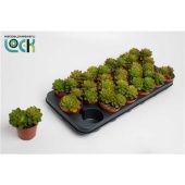 Эхеверия Аффинес d8.5 см h15 см