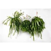 Эпифиллум микс d21 см h50 см