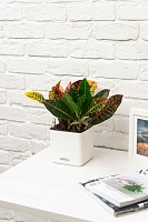 Кротон Петра 12/30 см в CUBE GLOSSY 14 Кротон Петра 12/30 см в CUBE GLOSSY 14