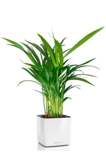 Хризалидокарпус Арека 14/60 в CUBE GLOSSY 16 Хризалидокарпус Арека 14/60 в CUBE GLOSSY 16