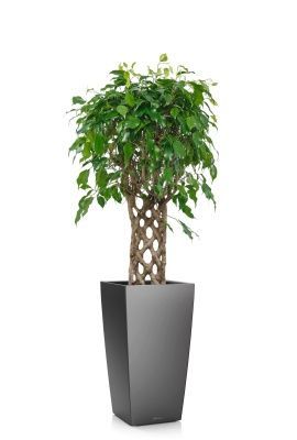 Фикус Экзотика решетка 23/100 см в CUBICO 30, антрацитовый металлик Фикус Экзотика решетка 23/100 см в CUBICO 30, антрацитовый металлик