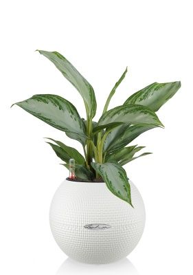 Аглаонема Сильвер Бей PURO COLOR 20/40 см Белый Аглаонема Сильвер Бей PURO COLOR 20/40 см Белый