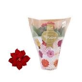 Каланхоэ Rosalina Don Justino красный d7 см h15 см Каланхоэ Rosalina Don Justino красный d7 см h15 см