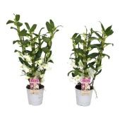 Дендробиум Nobile Apollon 4 ствола белый d12 см h55 см Дендробиум Nobile Apollon 4 ствола белый d12 см h55 см