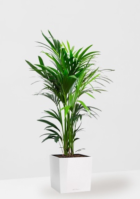 Ховея Кентия 27/160 см в CUBE 30, белый блестящий