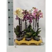 Фаленопсис 2 ствола Biglip Mix Compact 16+ (phalaenova) d12 см h50 см