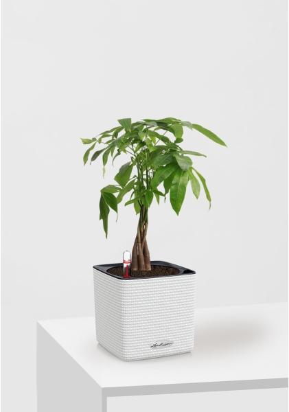 Пахира Акватика косичка 14/50 см в CUBE Color 16