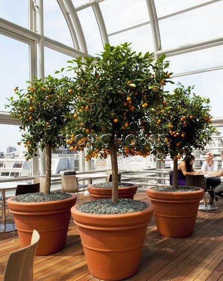 Цитрус Каламондин на стволе 46/140 см