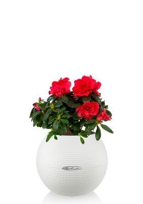 Азалия индика красная 12/25 см в PURO COLOR 20, белый